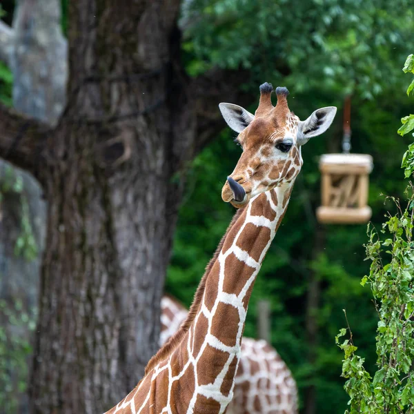 Giraffe Giraffa Camelopardalis African Even Toed Ungulate Mammal Tallest All — Stock Photo, Image