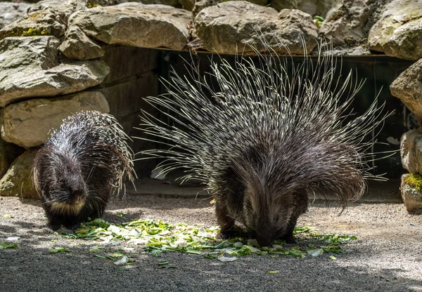 Indian Crested Porcupine Hystrix Indica Indian Porcupine Large Species Hystricomorph — Stock Photo, Image