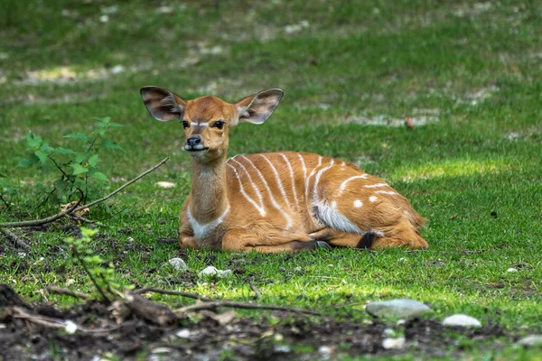 Bebé Nyala Tragelaphus Angasii Antílope Espiral Nativo África Austral Uma — Fotografia de Stock