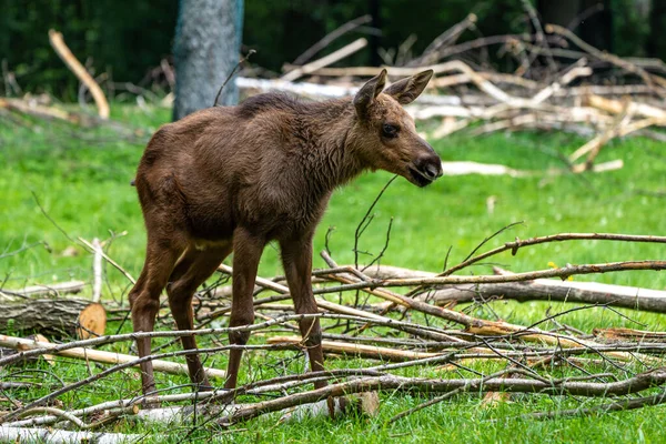 Orignal Europe Alces Alces Également Connu Sous Nom Wapiti Animaux — Photo