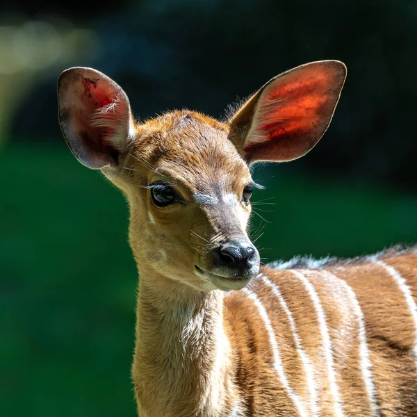 Een Jonge Nyala Tragelaphus Angasii Een Spiraalvormige Antilope Uit Zuidelijk — Stockfoto