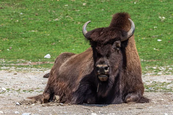 Bisonte Americano Simplemente Bisonte También Conocido Comúnmente Como Búfalo Americano — Foto de Stock