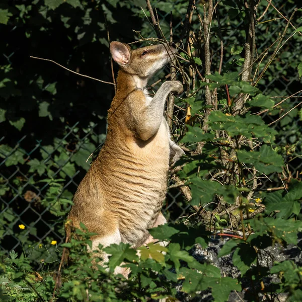 Çevik Valabis Macropus Agilis Avustralya Nın Kuzeyinde Yeni Gine Bulunan — Stok fotoğraf