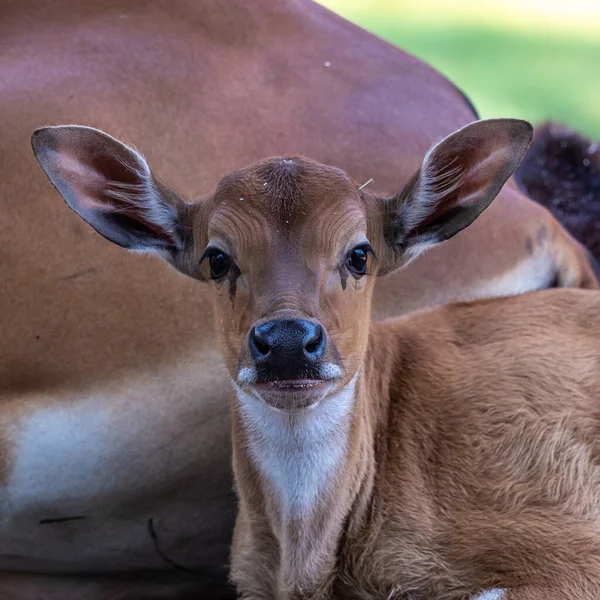Baby Banteng, Bos javanicus or Red Bull It is a type of wild cattle But there are key characteristics that are different from cattle and bison: A white band bottom in both males and females.