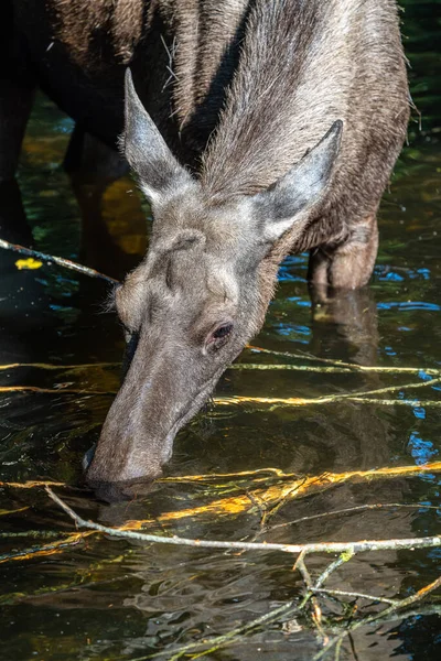 European Moose Alces Alces Také Známý Jako Los Divoký Život — Stock fotografie