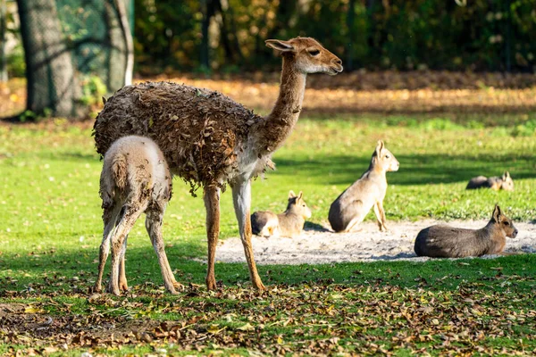 Vicunas Vicugna Vicugna Krewni Lamy Mieszkający Wysokogórskich Rejonach Andów — Zdjęcie stockowe