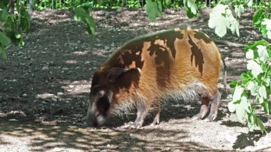 Kızıl nehir domuzu, Potamochoerus porcus, ayrıca çalı domuzu olarak da bilinir. Bu domuzun yer altında yiyecek bulmak için keskin bir koku alma duyusu var..