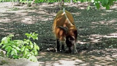 Kızıl nehir domuzu, Potamochoerus porcus, ayrıca çalı domuzu olarak da bilinir. Bu domuzun yer altında yiyecek bulmak için keskin bir koku alma duyusu var..