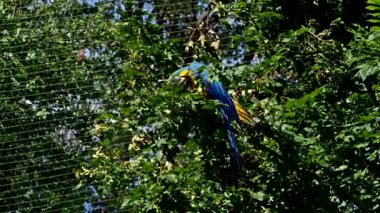 Mavi ve sarı papağan, Ara aratyası, mavi ve altın papağanı olarak da bilinir, çoğunlukla mavi üst kısımları ve açık turuncu alt kısımları olan büyük bir Güney Amerika papağanıdır.