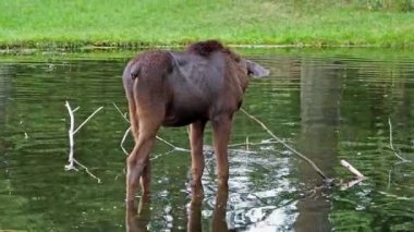 Geyik ya da geyik, Alces Alces geyik familyasındaki en büyük türdür. Geyikler, erkeklerin geniş, düz ya da palmat boynuzlarıyla ayırt edilir..