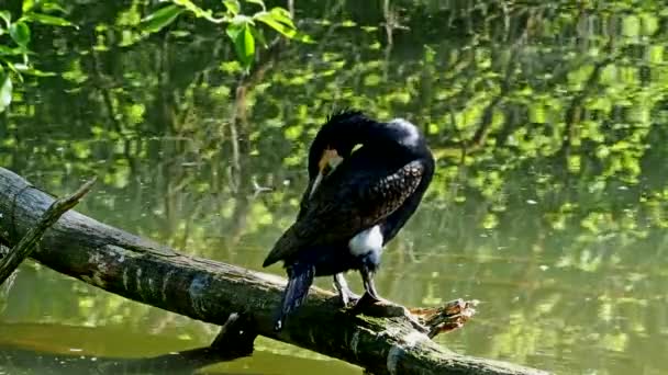 Gran Cormorán Phalacrocorax Carbo Conocido Como Gran Cormorán Negro Través — Vídeos de Stock