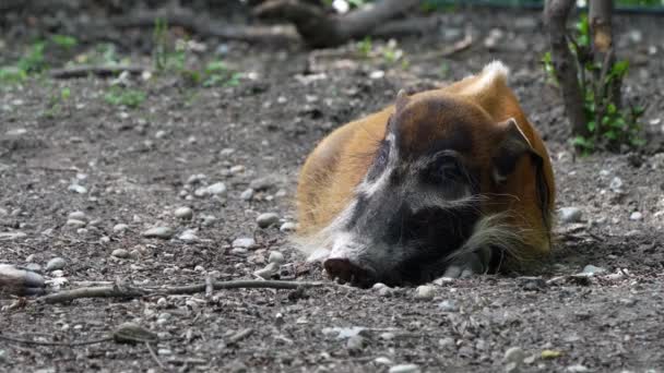 Red river hog, Potamochoerus porcus, also known as the bush pig. This pig has an acute sense of smell to locate food underground. — Stock Footage Red River Hog Potamochoerus Porcus Also Known Bush Pig Pig Royalty Free Stock Footage