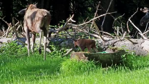 Alces Alces Een Geslacht Van Herten Uit Familie Van Elanden — Stockvideo