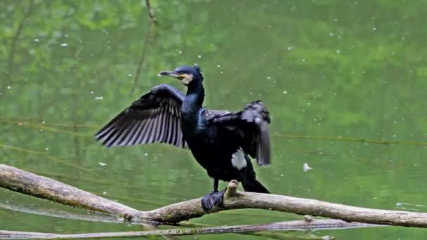 Gran Cormorán Phalacrocorax Carbo Conocido Como Gran Cormorán Negro Través — Vídeo de stock