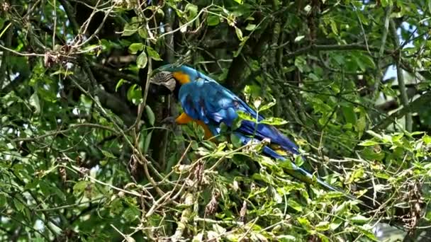 Guacamayo Azul Amarillo Ara Ararauna También Conocido Como Guacamayo Azul — Vídeo de stock