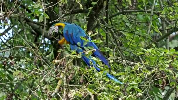 Blue Yellow Macaw Ara Arauna Επίσης Γνωστό Μπλε Και Χρυσό — Αρχείο Βίντεο