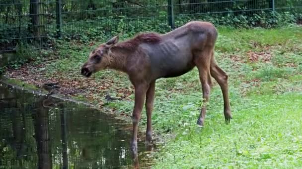 Άλκη Άλκη Alces Alces Είναι Μεγαλύτερο Σωζόμενο Είδος Στην Οικογένεια — Αρχείο Βίντεο