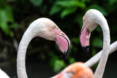Amerikan flamingosu, Phoenicopterus ruber, flamingonun büyük bir türüdür..