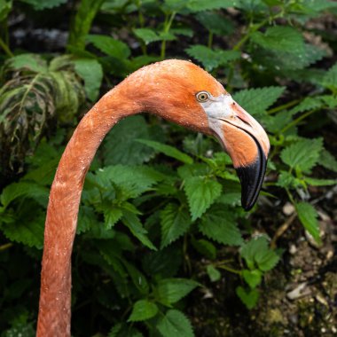 Amerikan flamingosu, Phoenicopterus ruber, flamingonun büyük bir türüdür..