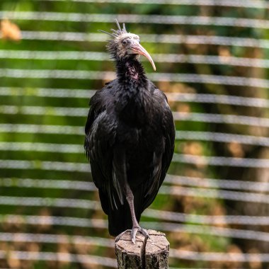 Kuzey Kel aynak, inzivaya çekilmiş aynak veya waldrapp lat.Geronticus eremita, kısır, yarı çöl veya kayalık yaşam alanlarında genellikle akan sulara yakın yerlerde bulunan bir göçmen kuşdur..
