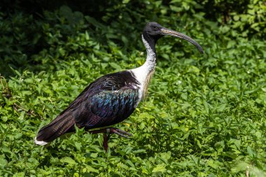 Saman boyunlu Ibis, Threskiornis spinicollis, Threskiornithidae familyasından bir kuş türü..