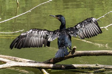 Kuzey yarımküre boyunca büyük siyah karabatak olarak bilinen büyük karabatak, Avustralya 'daki siyah karabatak ve Yeni Zelanda' nın daha güneyindeki siyah karabatak