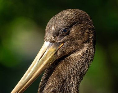 Kara leylek, Ciconia nigra leylek familyasından büyük bir kuş türü..
