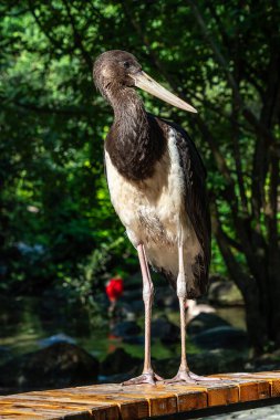 Kara leylek, Ciconia nigra leylek familyasından büyük bir kuş türü..