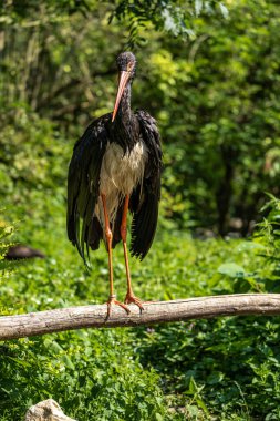 Kara leylek, Ciconia nigra leylek familyasından büyük bir kuş türü..