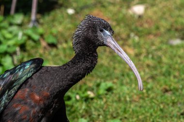Parlak aynak, Plegadis falcinellus, Threskiornithidae familyasından bir kuş türü..