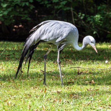Grus paradisea, Güney Afrika 'ya özgü nesli tükenmekte olan bir kuş türü. Güney Afrika 'nın ulusal kuşudur.