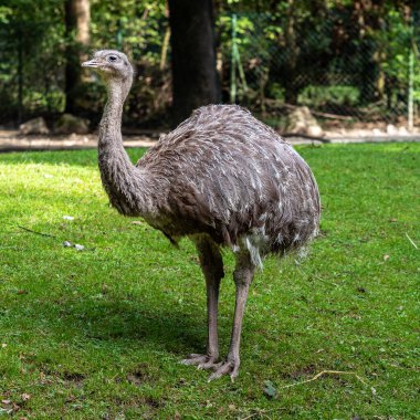 Darwin 'in Rhea' sı, Rhea pennata daha az Rhea olarak da bilinir. Büyük, uçamayan bir kuştur, fakat iki Rheas türünün en küçüğüdür..