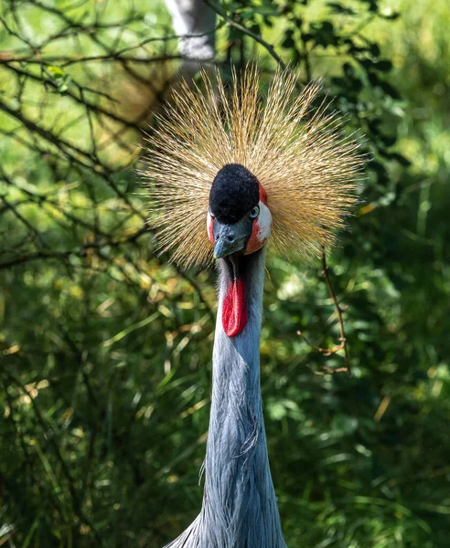 Den Sorte Kran Balearica Pavonina Fugl Kranfamilien Gruidae - Stock-foto