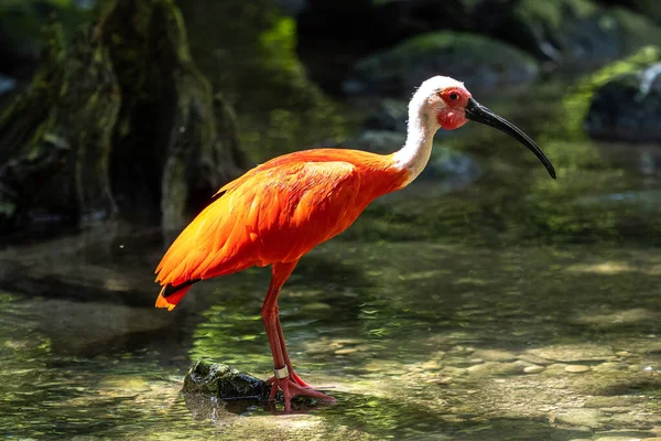 Scarlet Ibis Eudocimus Ruber Threskiornithidae 속하는 따오기의 일종이다 남아메리카와 카리브해의 — 스톡 사진