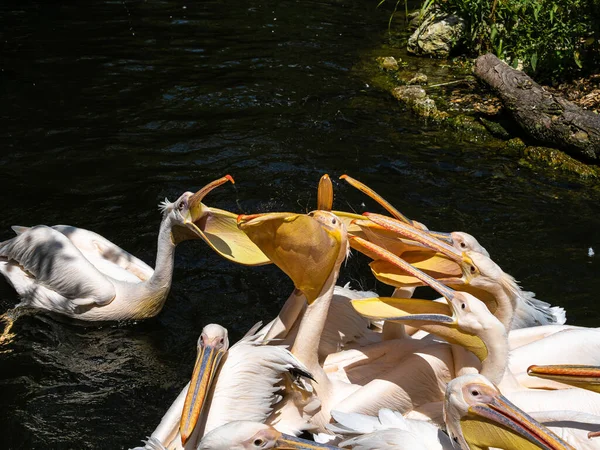 Marele Pelican Alb Pelecanus Onocrotalus Cunoscut Sub Numele Pelican Roz — Fotografie, imagine de stoc