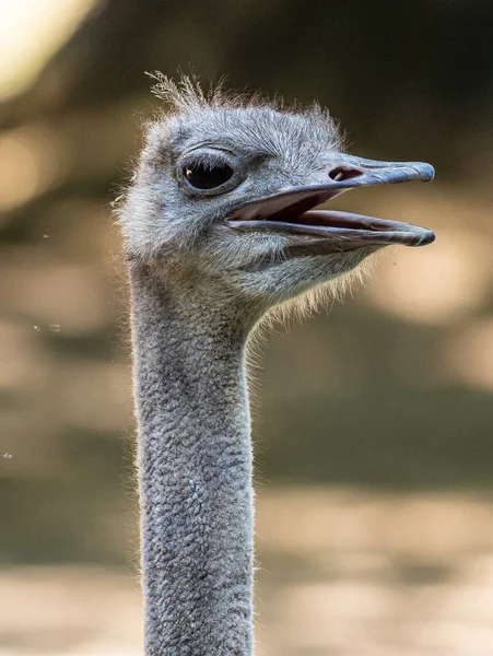 Struzzo Comune Struthio Camelus Semplicemente Struzzo Una Specie Grande Uccello — Foto Stock