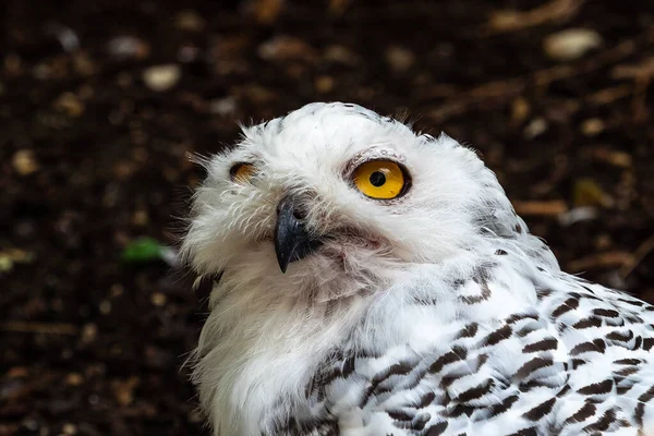 Coruja Nevada Bubo Scandiacus Uma Coruja Branca Típica Família Das — Fotografia de Stock