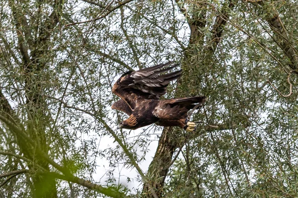 Águia Dourada Aquila Chrysaetos Uma Das Aves Rapina Mais Conhecidas — Fotografia de Stock