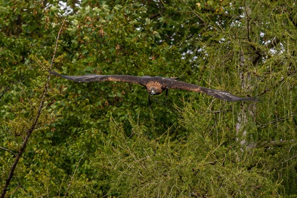 Águia Dourada Aquila Chrysaetos Uma Das Aves Rapina Mais Conhecidas — Fotografia de Stock