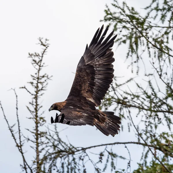 Den Gyllene Örnen Aquila Chrysaetos Mest Kända Rovfåglarna Norra Halvklotet — Stockfoto