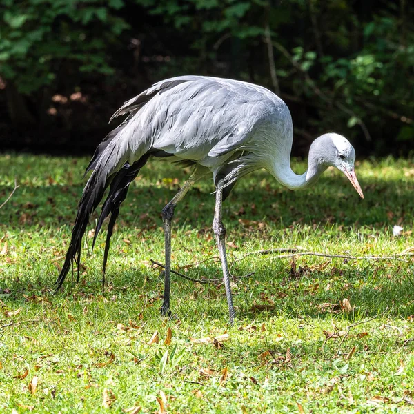 Blue Crane Grus Paradisea Είναι Ένα Απειλούμενο Είδος Πουλιών Ενδημικό — Φωτογραφία Αρχείου