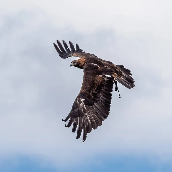 Altın Kartal Aquila Chrysaetos Kuzey Yarımküredeki Bilinen Yırtıcı Kuşlardan Biridir — Stok fotoğraf