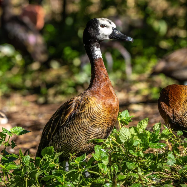White-faced whistling duck, Dendrocygna viduata, noisy bird with a clear three-note whistling call at the lake. Close up. Side view. Nature landscape. Birds watching