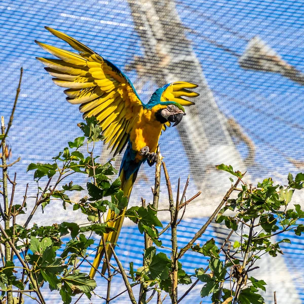 Blue Yellow Macaw Ara Ararauna Also Known Blue Gold Macaw — Stock Photo, Image