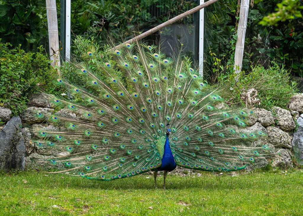 El búho real indio o búho real azul, Pavo cristatus es un ave grande y