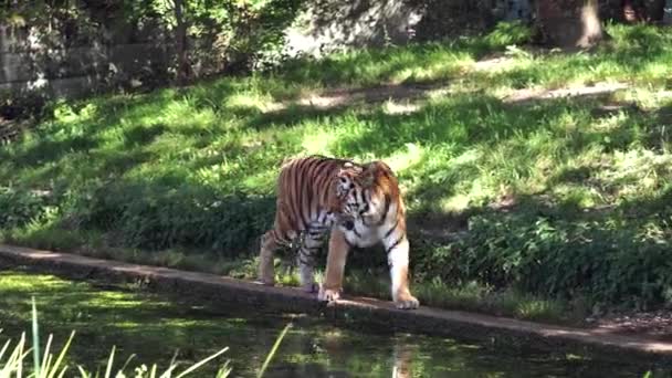 Siberische Tijger Panthera Tigris Altaica Grootste Kat Ter Wereld — Stockvideo