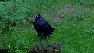 Abyssinian kuzeyi Hornbill, Bucorvus Abyssinicus, Afrika 'da yaşayan ve ekvatorun kuzeyinde bulunan bir kuş türüdür..