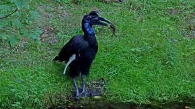 Abyssinian kuzeyi Hornbill, Bucorvus Abyssinicus, Afrika 'da yaşayan ve ekvatorun kuzeyinde bulunan bir kuş türüdür..