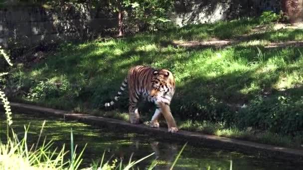 Tigre Siberiano Panthera Tigris Altaica Gato Más Grande Del Mundo — Vídeos de Stock