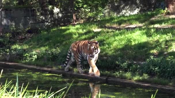 Siberian Tiger Panthera Tigris Altaica Biggest Cat World — Stock Video